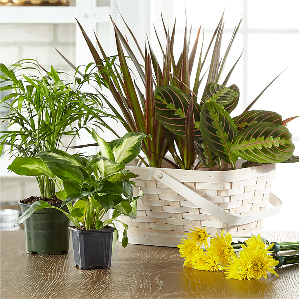 Florist Designed Blooming and Green Plants in a Basket – Genoveva Rodriguez Flower Shop, San Benito TX