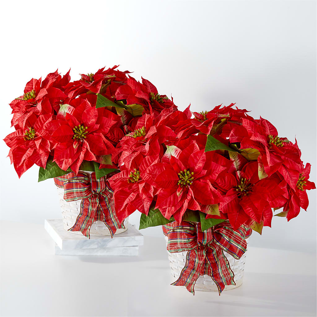 Happiest Holidays Poinsettia Bundle – Genoveva Rodriguez Flower Shop, San Benito TX