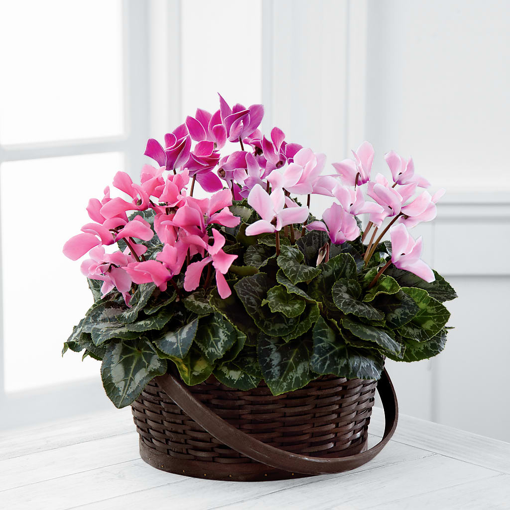 Mixed Cyclamen Planter – Genoveva Rodriguez Flower Shop, San Benito TX