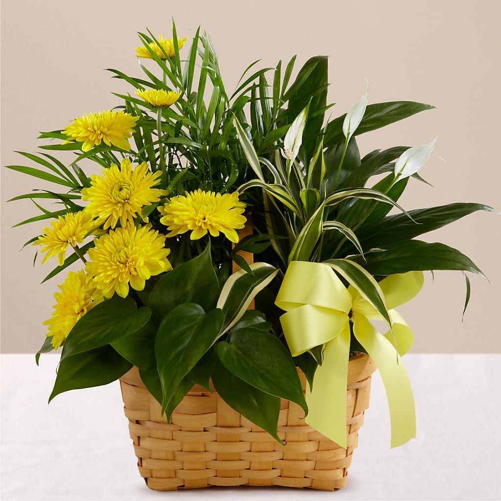 Loving Light Dishgarden – Genoveva Rodriguez Flower Shop, San Benito TX