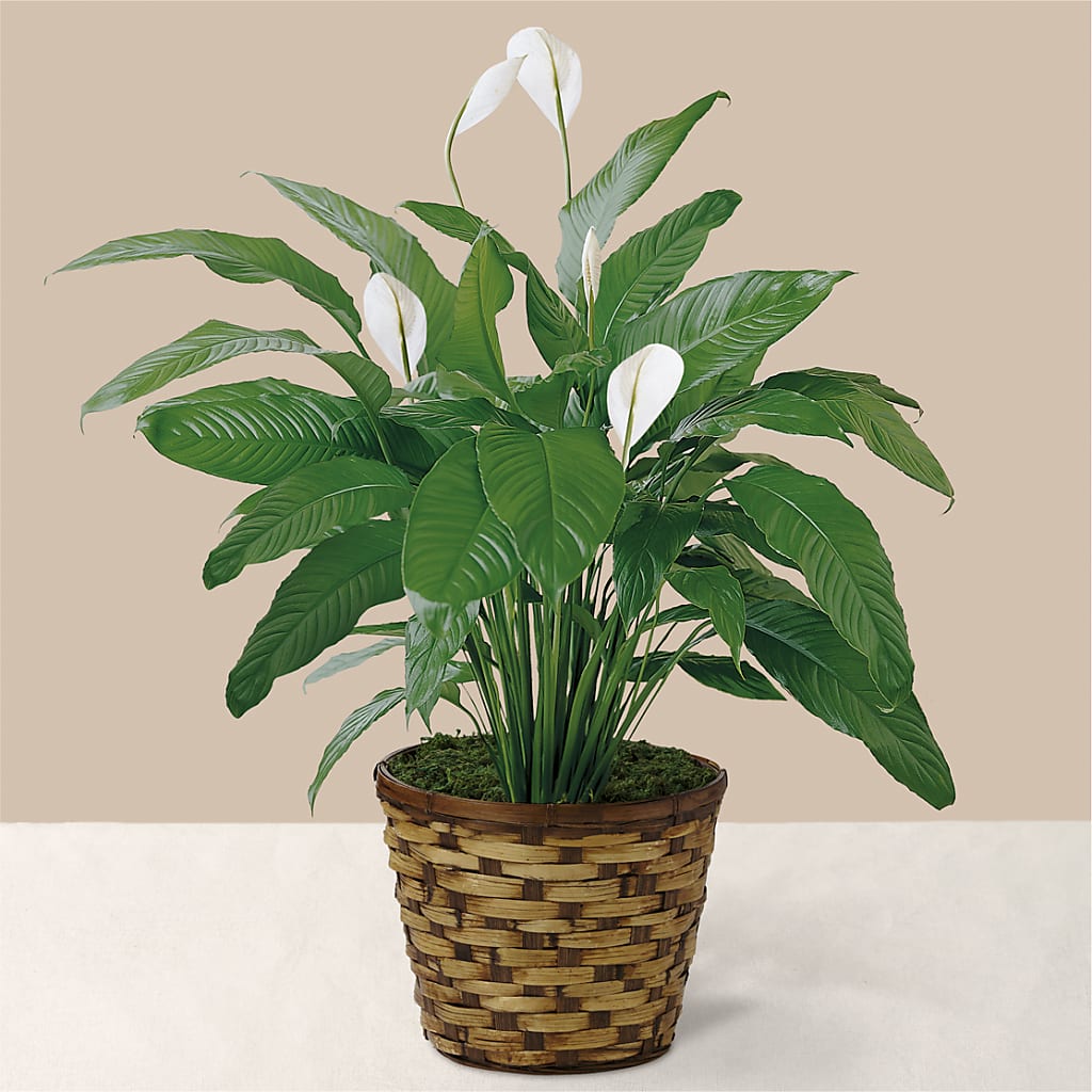 Tranquil Moments Peace Lily Plant – Genoveva Rodriguez Flower Shop, San Benito TX