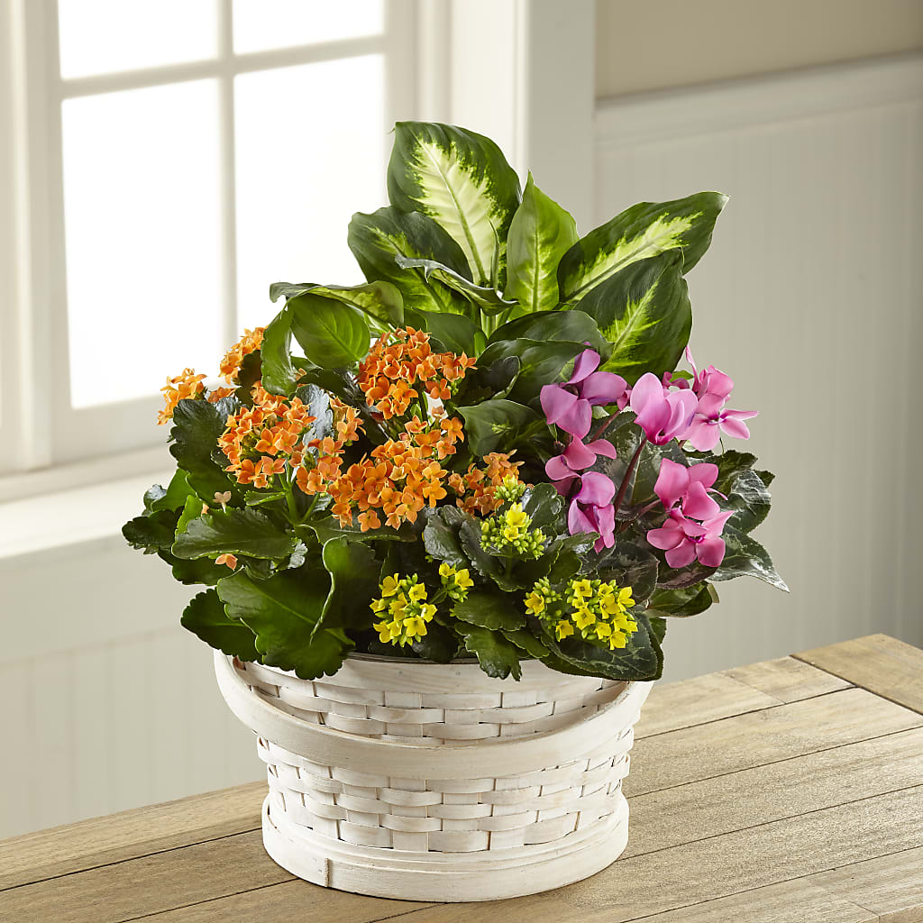 Color Crush Dishgarden – Genoveva Rodriguez Flower Shop, San Benito TX