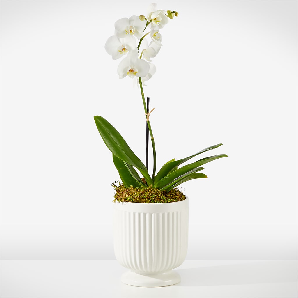 Whispering White Orchid – Genoveva Rodriguez Flower Shop, San Benito TX