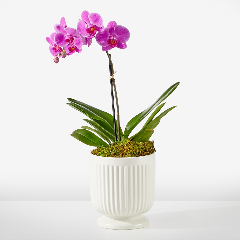 Friendly Fuchsia Orchid – Genoveva Rodriguez Flower Shop, San Benito TX