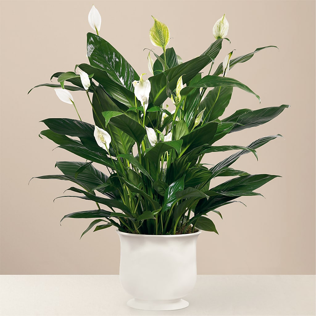 Comfort Planter – Genoveva Rodriguez Flower Shop, San Benito TX