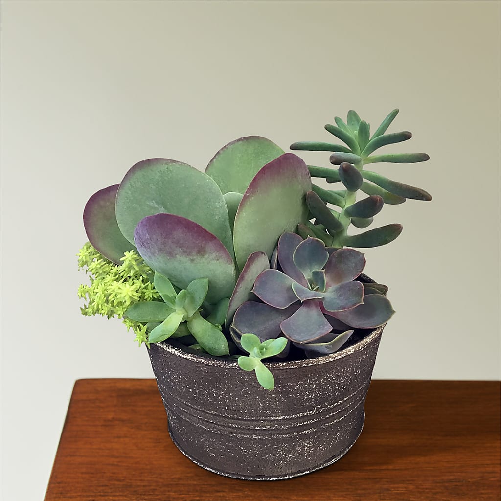 succulent in pot gift Lush Succulent Garden – flower arrangement | San Benito, TX