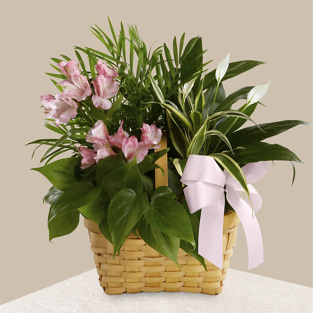 Living Spirit Dishgarden – Genoveva Rodriguez Flower Shop, San Benito TX