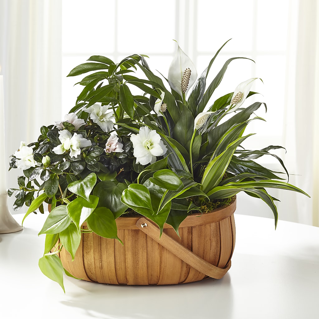 Serene Dishgarden – Genoveva Rodriguez Flower Shop, San Benito TX