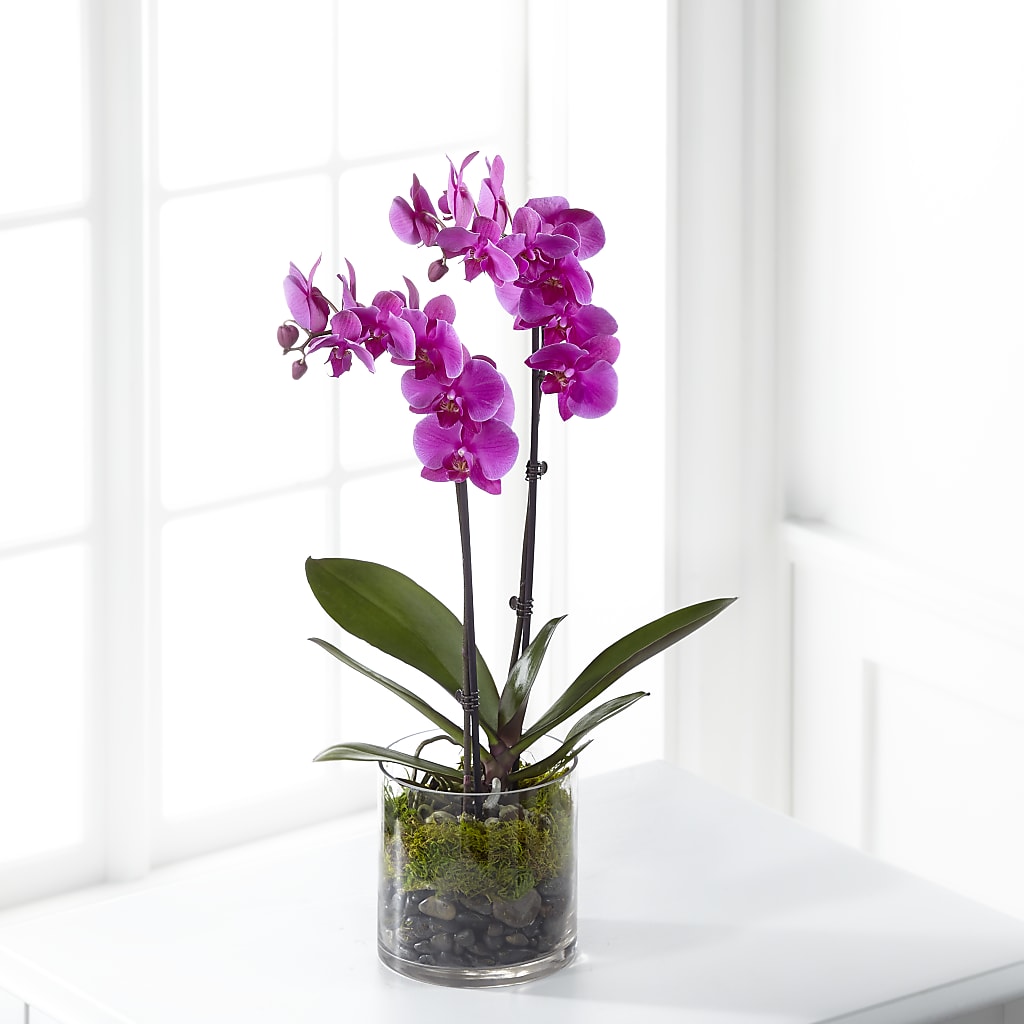 Pink Orchid Plant – Genoveva Rodriguez Flower Shop, San Benito TX
