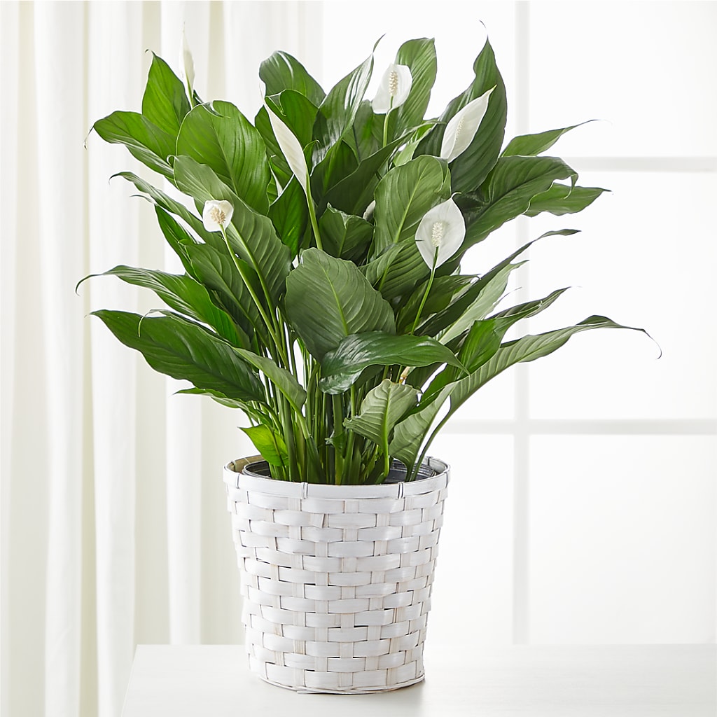 A New Leaf Peace Lily – Genoveva Rodriguez Flower Shop, San Benito TX