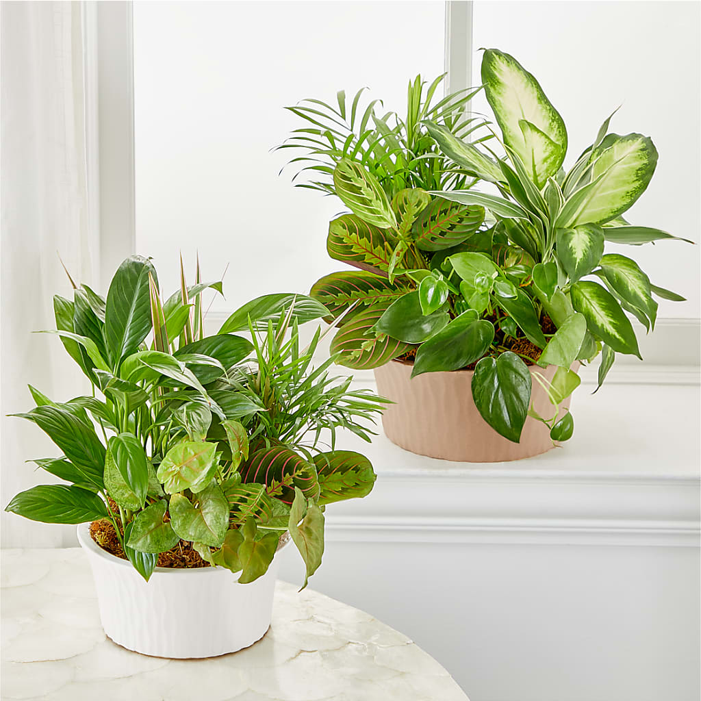 Balance & Harmony Dishgarden – Genoveva Rodriguez Flower Shop, San Benito TX