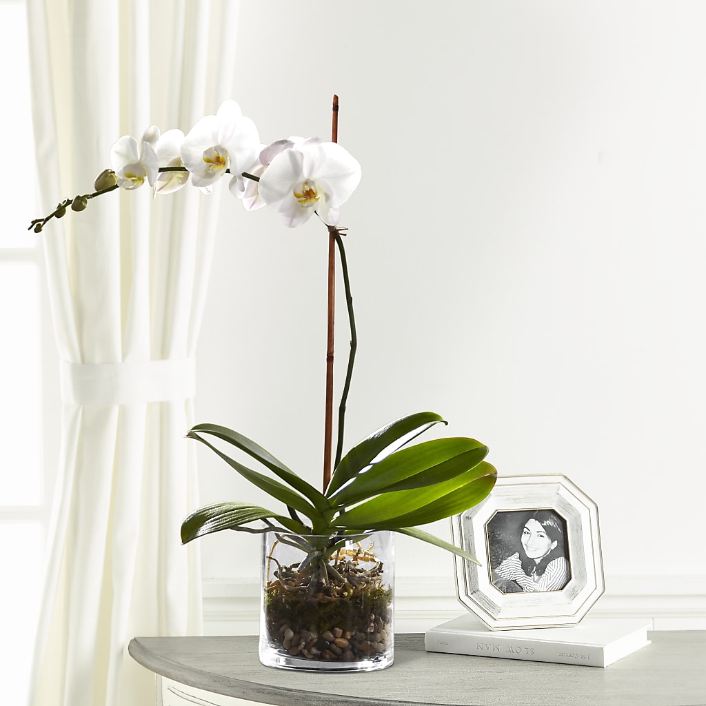 White Orchid Planter – Genoveva Rodriguez Flower Shop, San Benito TX