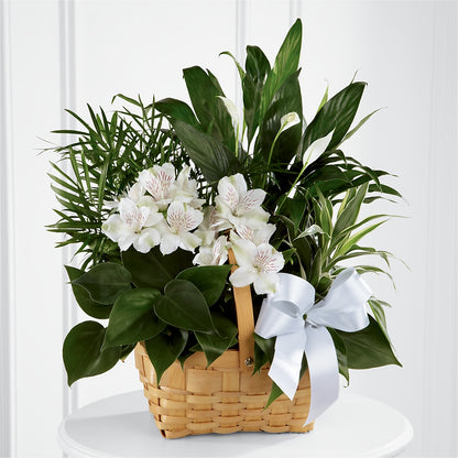 Peace & Serenity Dishgarden –  Genoveva Rodriguez Flower Shop, San Benito TX