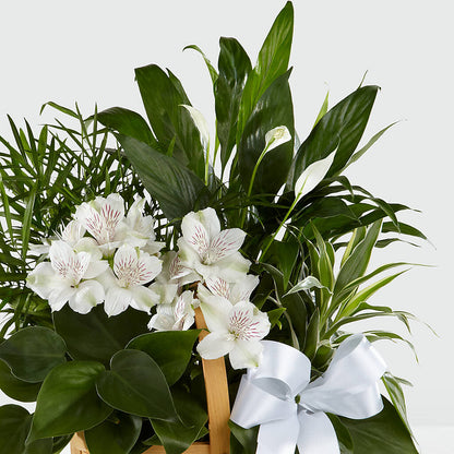 Peace & Serenity Dishgarden –  Genoveva Rodriguez Flower Shop, San Benito TX