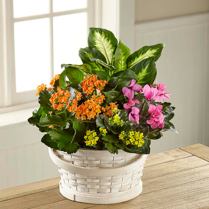 Color Crush Dishgarden –  Genoveva Rodriguez Flower Shop, San Benito TX