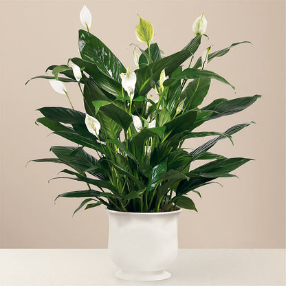 Comfort Planter –  Genoveva Rodriguez Flower Shop, San Benito TX