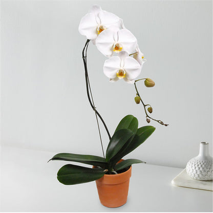 White Cascading Orchid –  Genoveva Rodriguez Flower Shop, San Benito TX