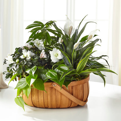 Serene Dishgarden –  Genoveva Rodriguez Flower Shop, San Benito TX