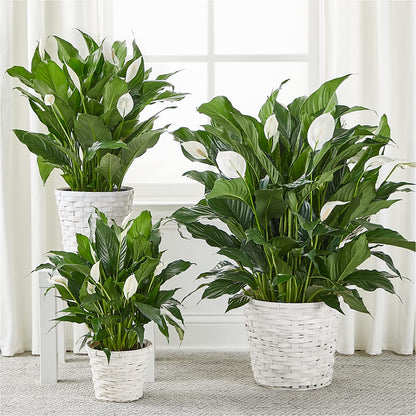 A New Leaf Peace Lily –  Genoveva Rodriguez Flower Shop, San Benito TX