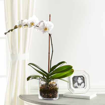 White Orchid Planter –  Genoveva Rodriguez Flower Shop, San Benito TX