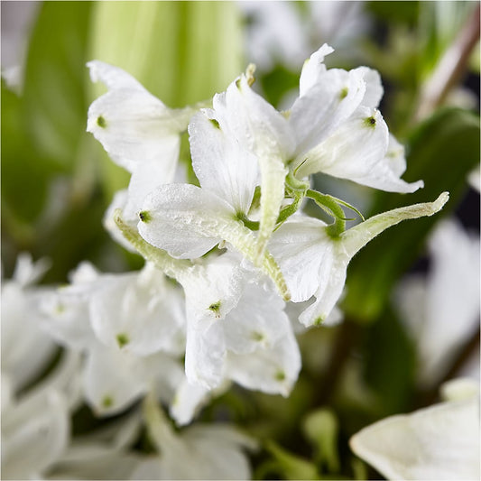 Classic Ivory – A Florist Original –  Genoveva Rodriguez Flower Shop, San Benito TX